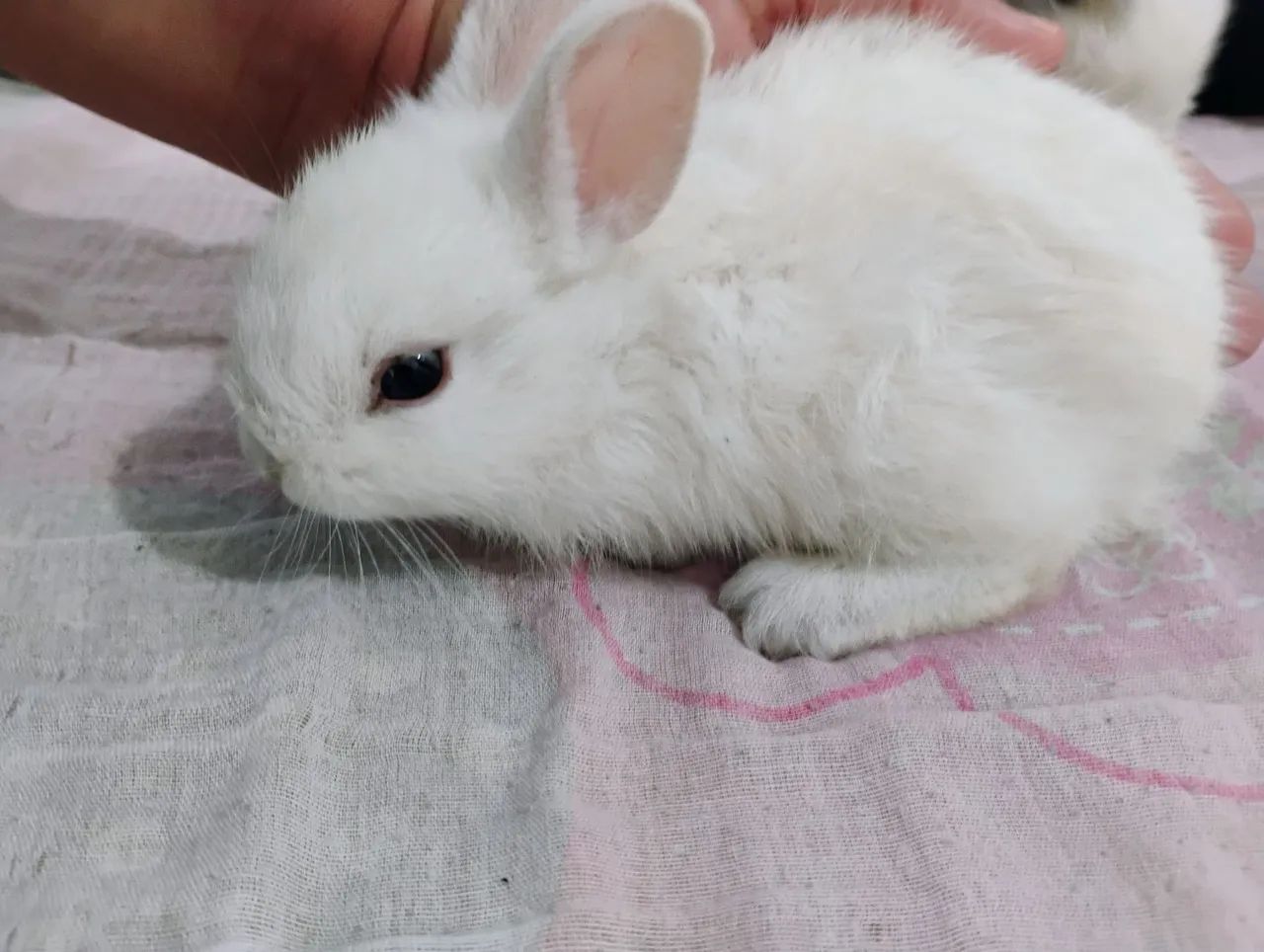 Coelhinho rex com Anão 