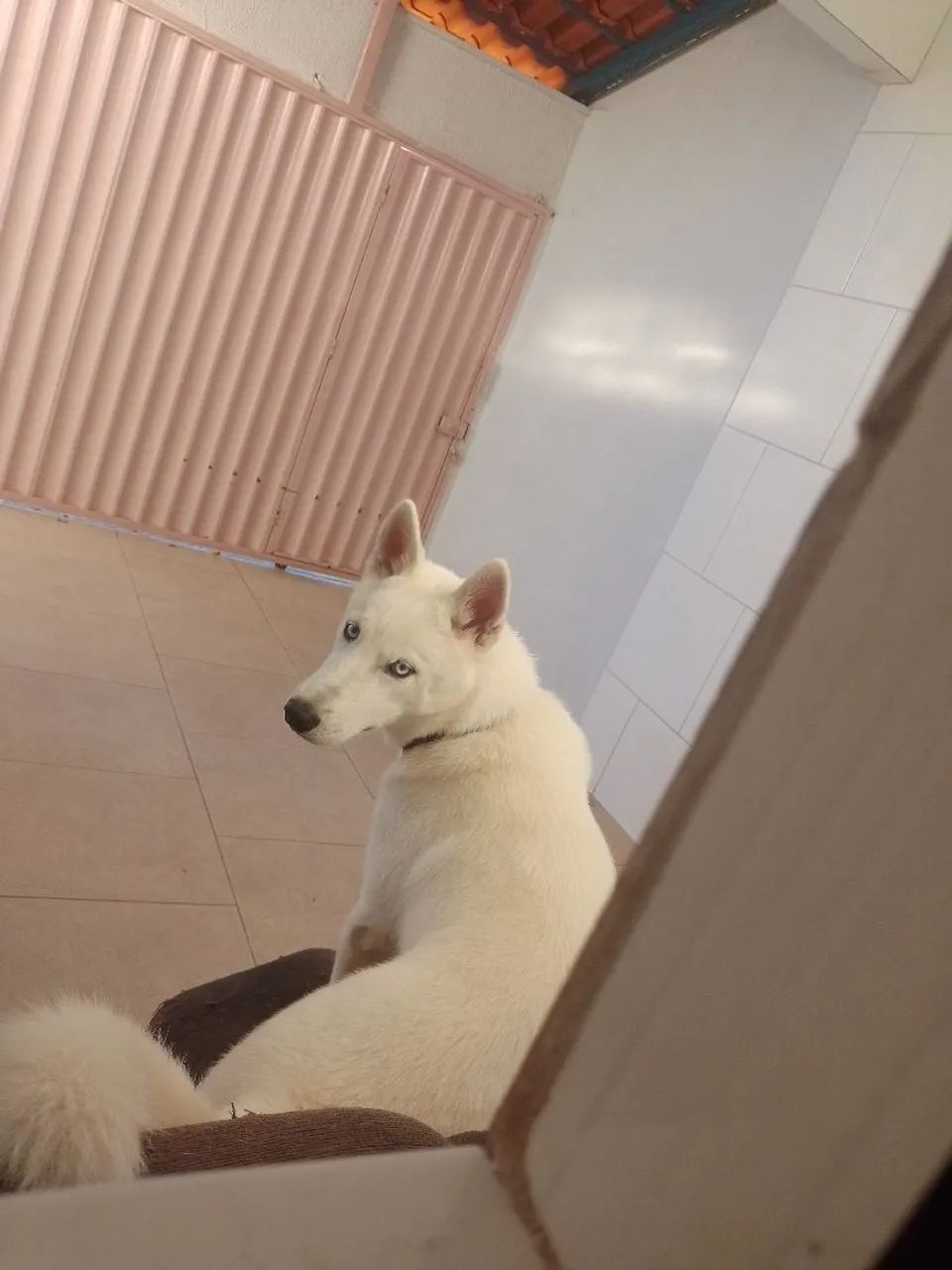 Husky Siberiano Branco - Filhote Disponível