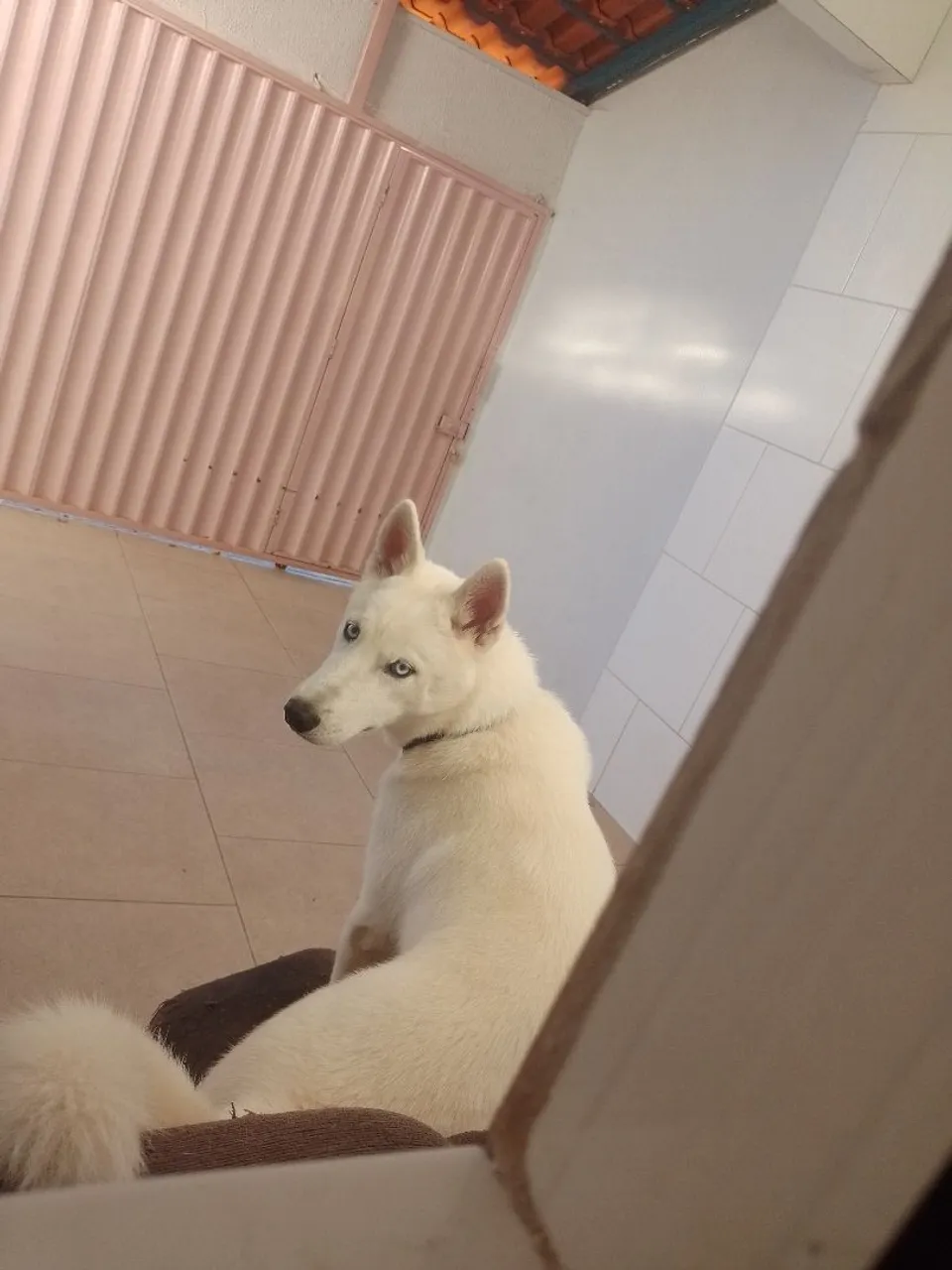 Husky Siberiano Branco - Filhote Disponível