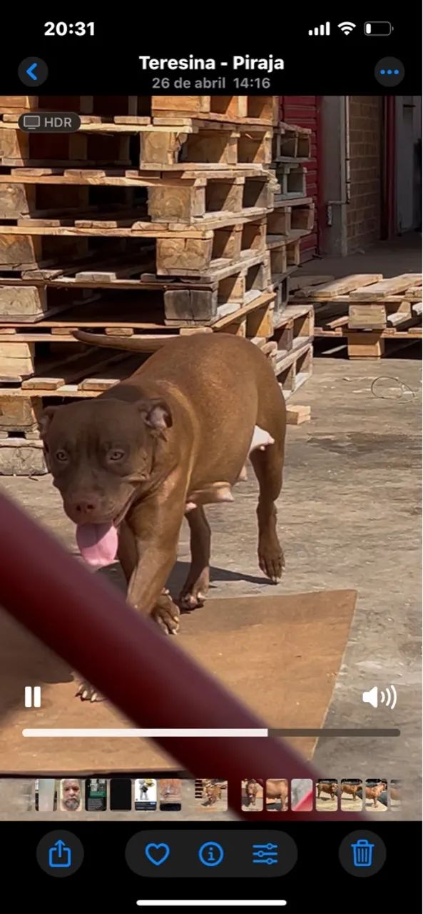 Pit Bull fêmea 10 meses à venda - Foto 3