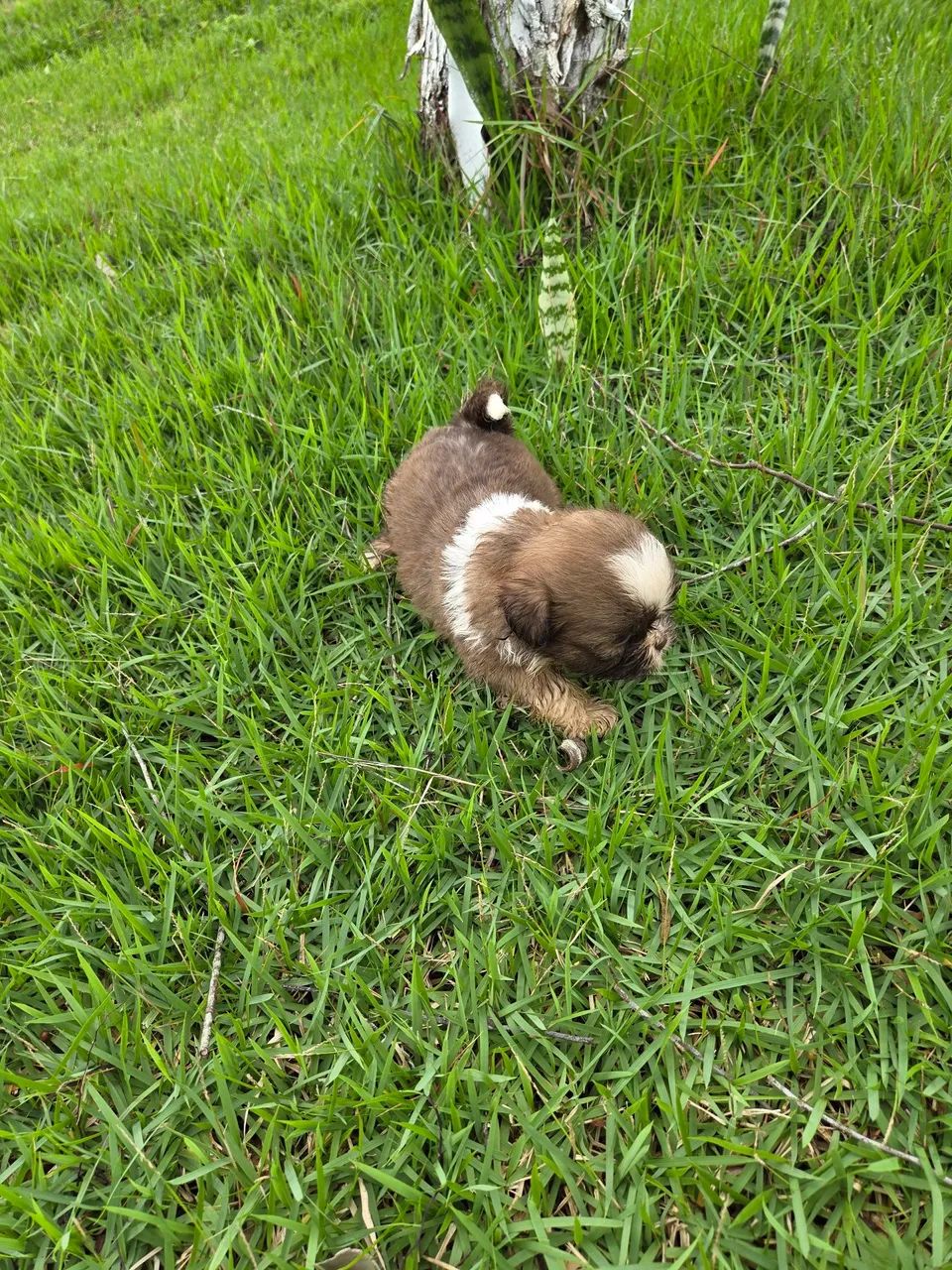 Filhotes de shitzu  - Foto 5