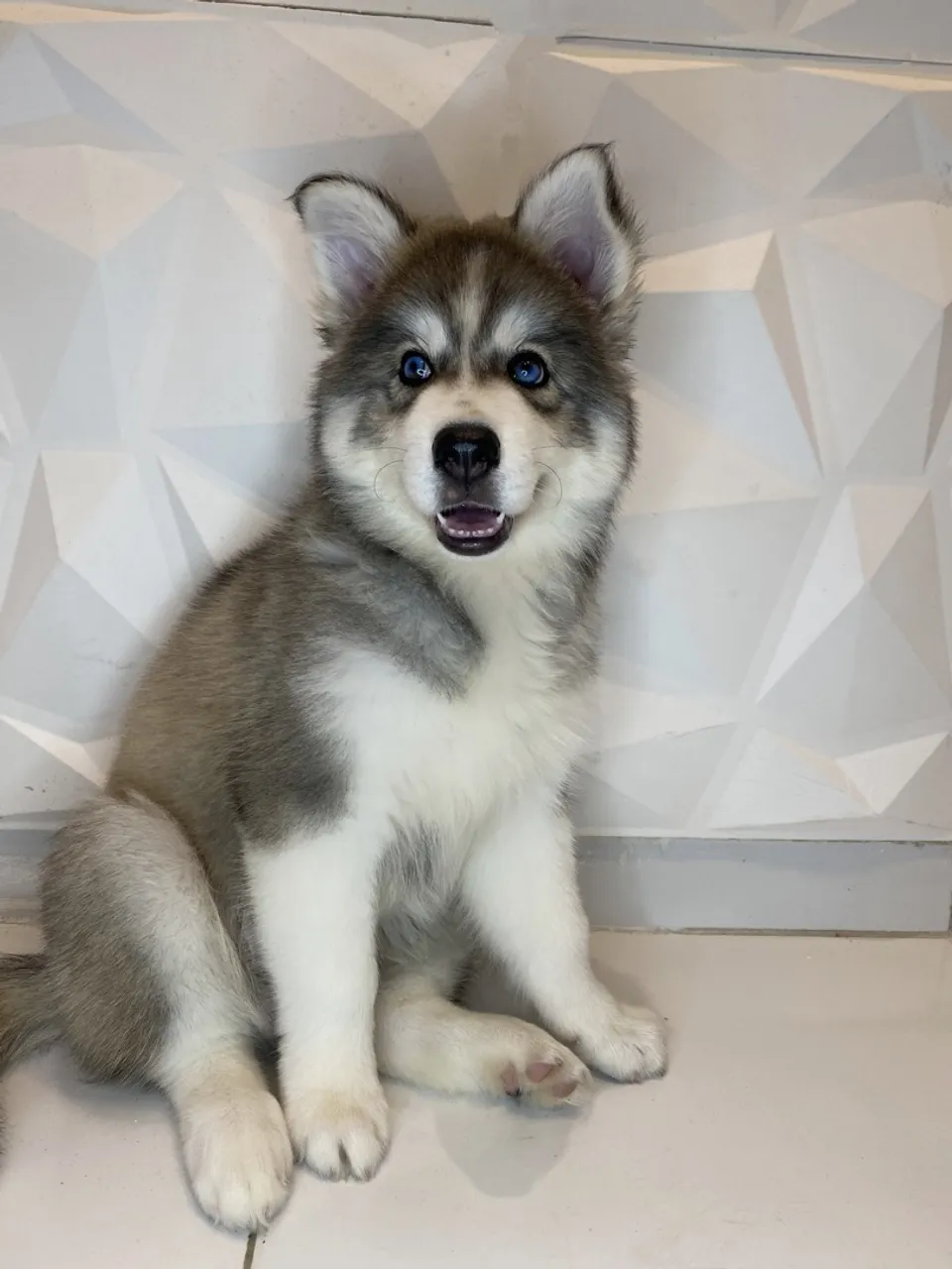 Husky siberiano macho 2 meses