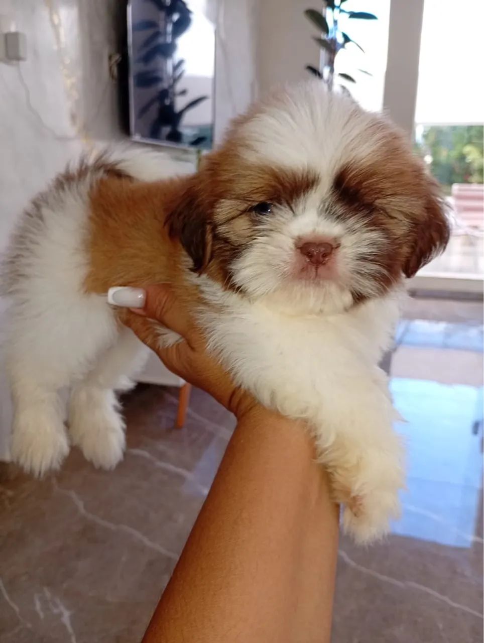 Belíssimo machinho 