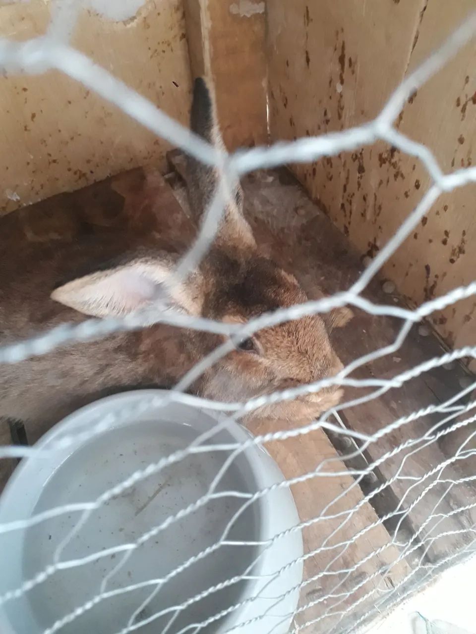 Coelho marrom - Foto 4