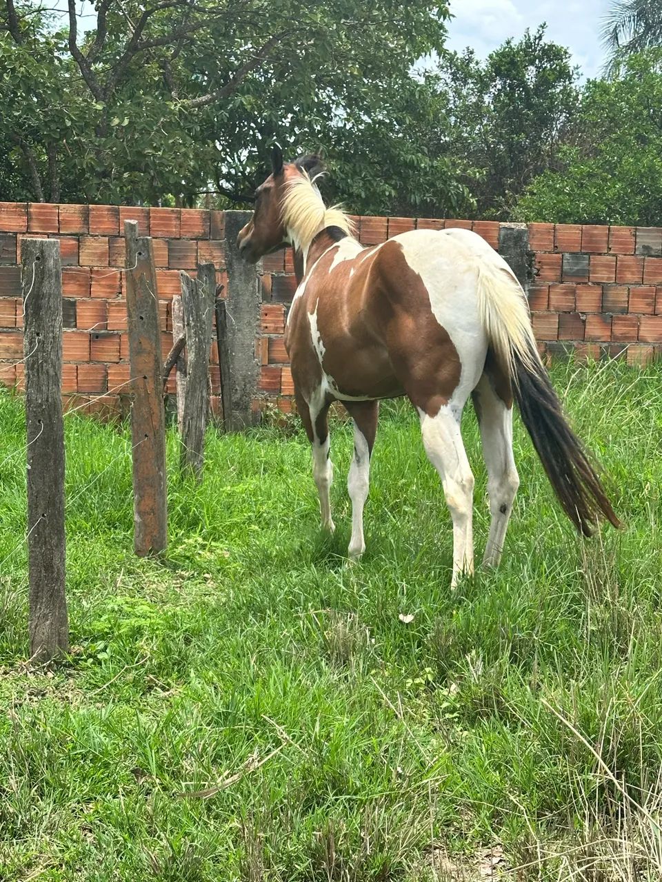 Potra Paint Horse pura sem documento  - Foto 4