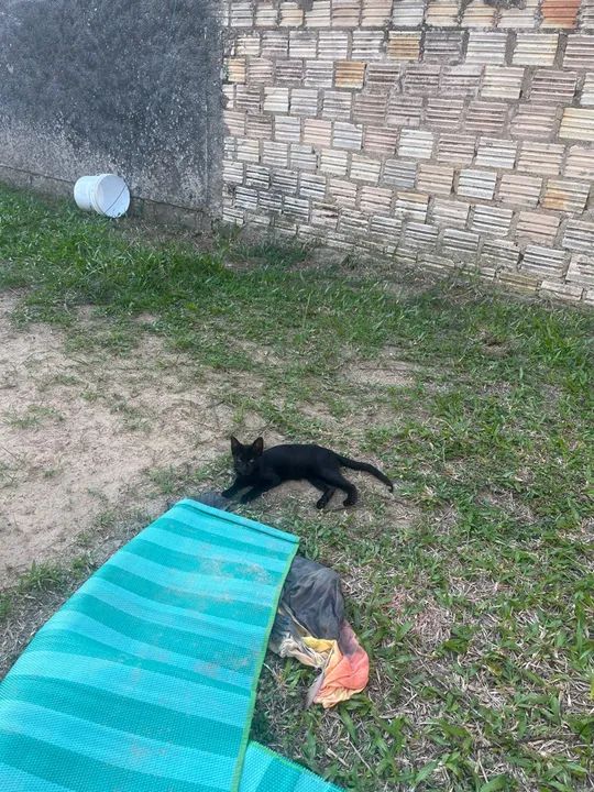 Doo gatos filhotes - Foto 2