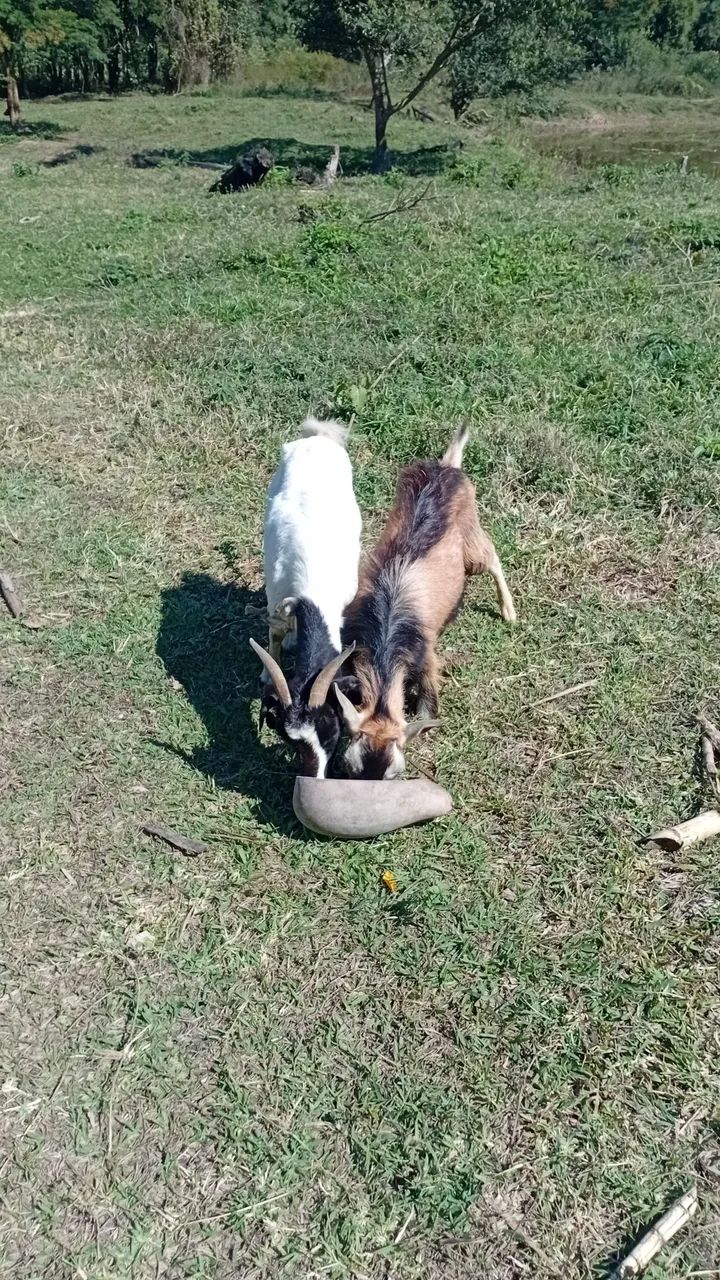 Cabra adulta para reprodução - Foto 2