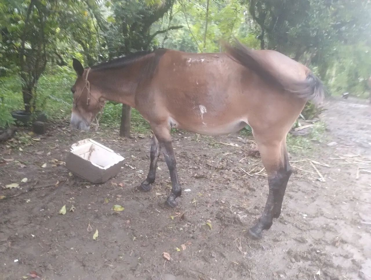 Mula pra venda - Foto 5