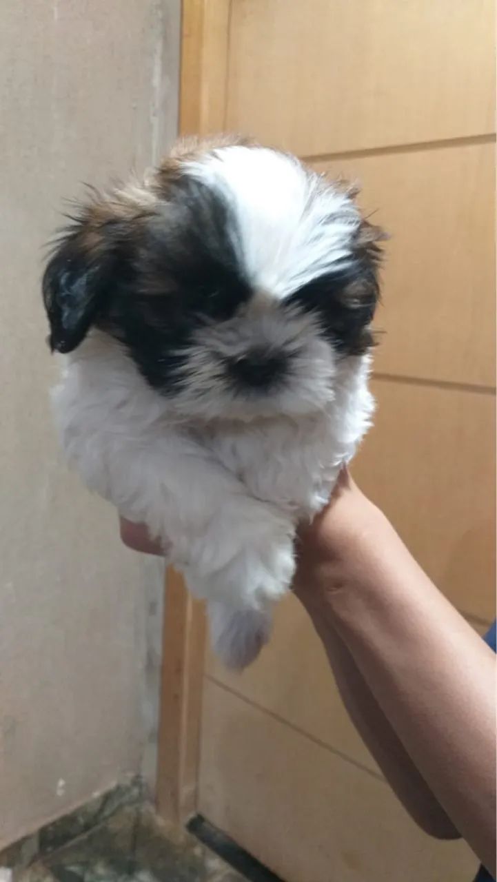 Filhotes Shih Tzu disponível - Foto 4