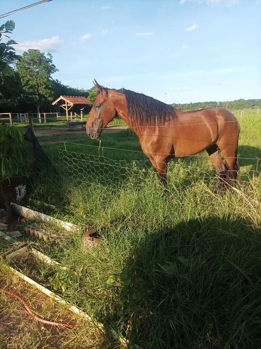 Garanhão Campolina Marcha Picada - Foto 5