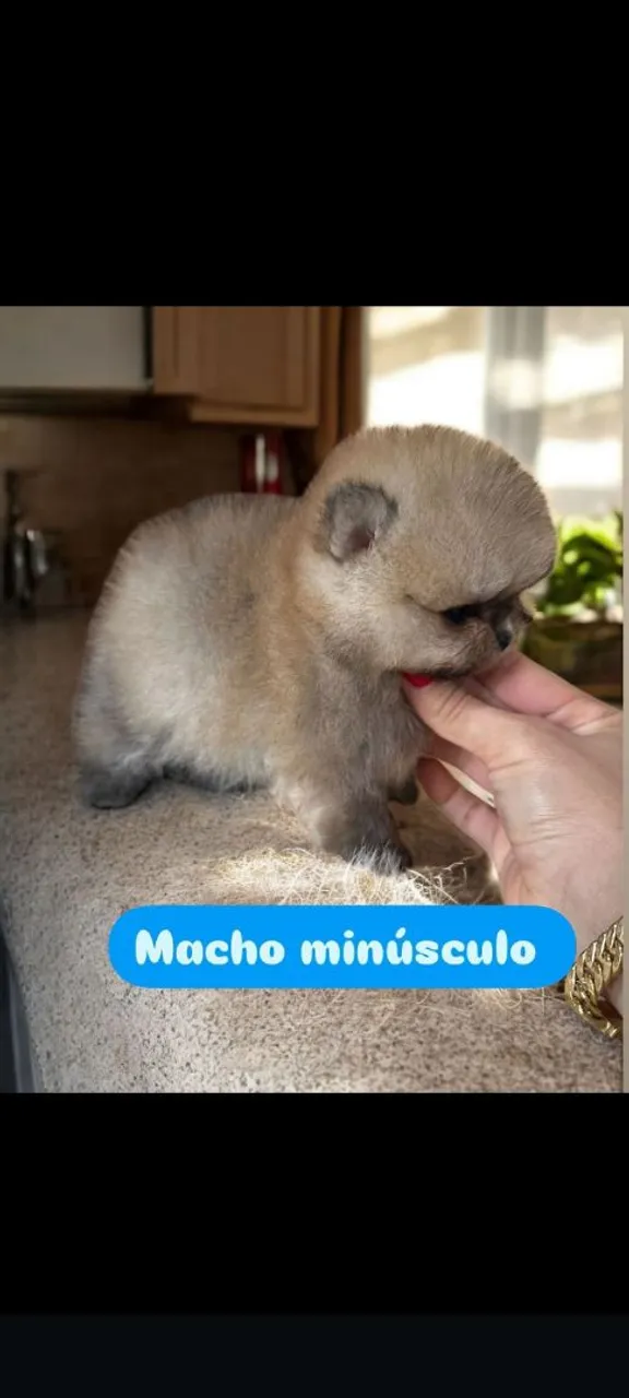 Filhote Macho Minúsculo - Spitz Alemão - Mini Spitz se