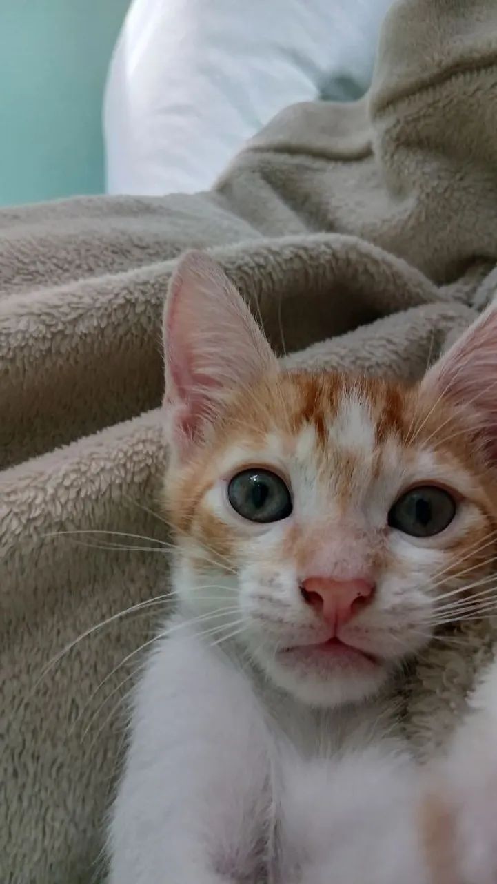 Dois gatinhos fofinhos para adoção - Foto 3