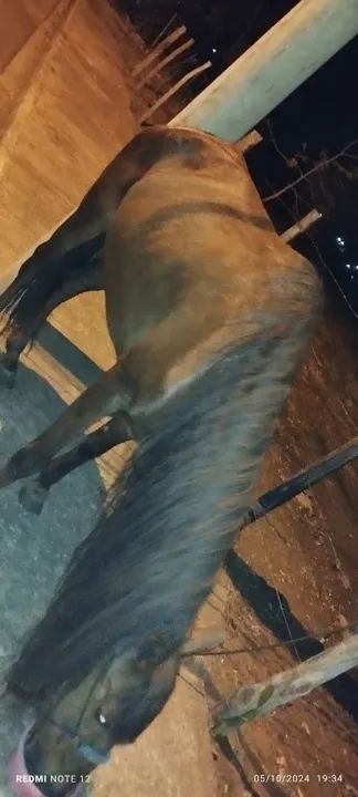 Égua mangalarga larga - Foto 5