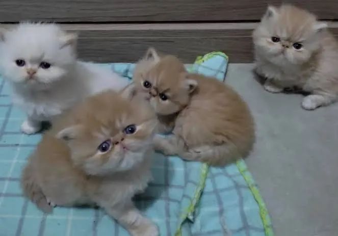 Filhotes gato persa lindos 