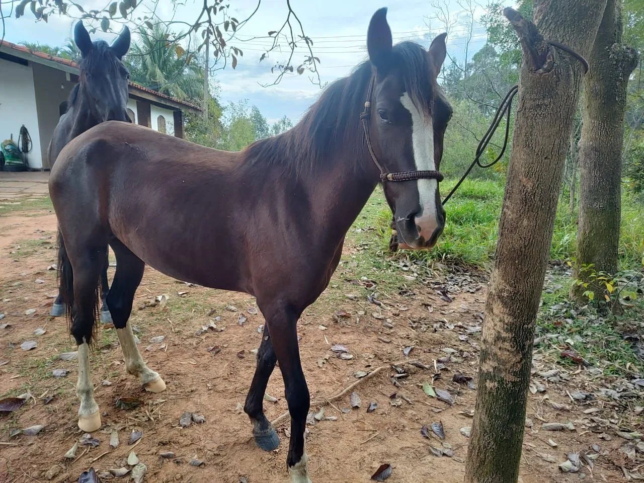Potra manga larga Paulista Pura - Foto 6