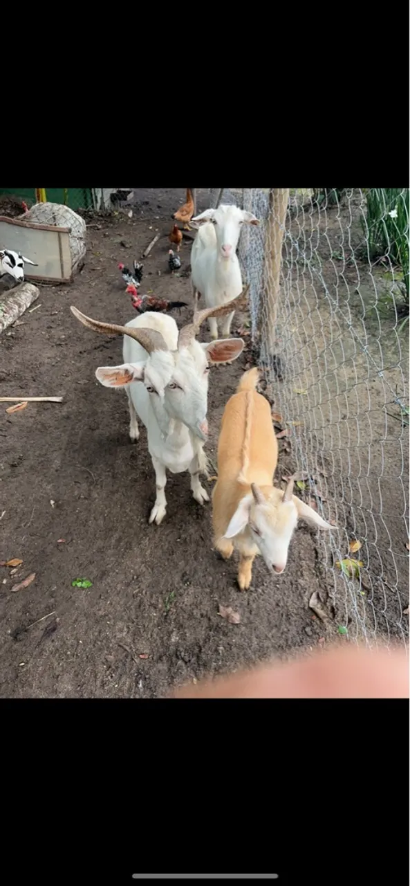 Cabras e Gansos