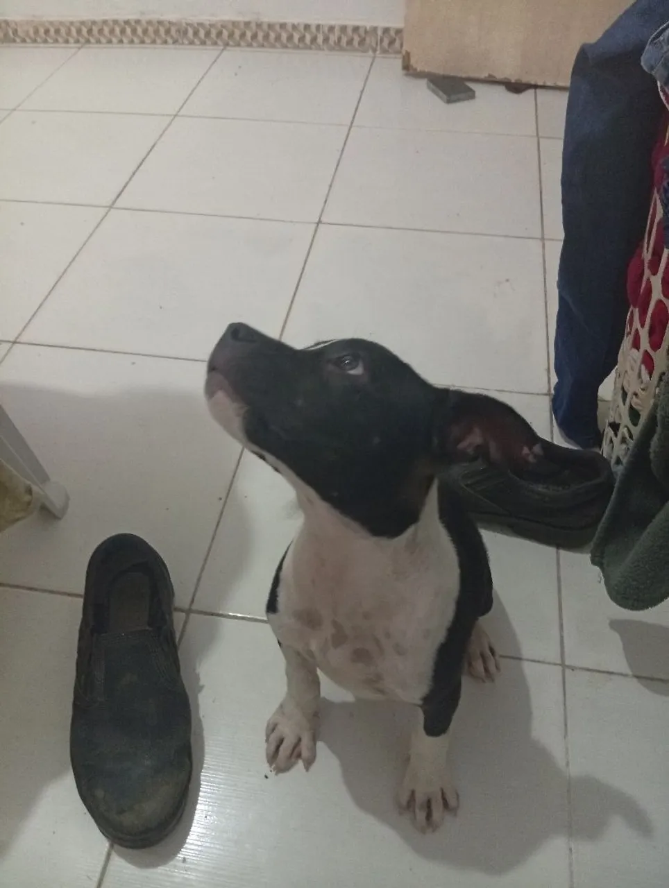 Filhote Pitbull para adoção
