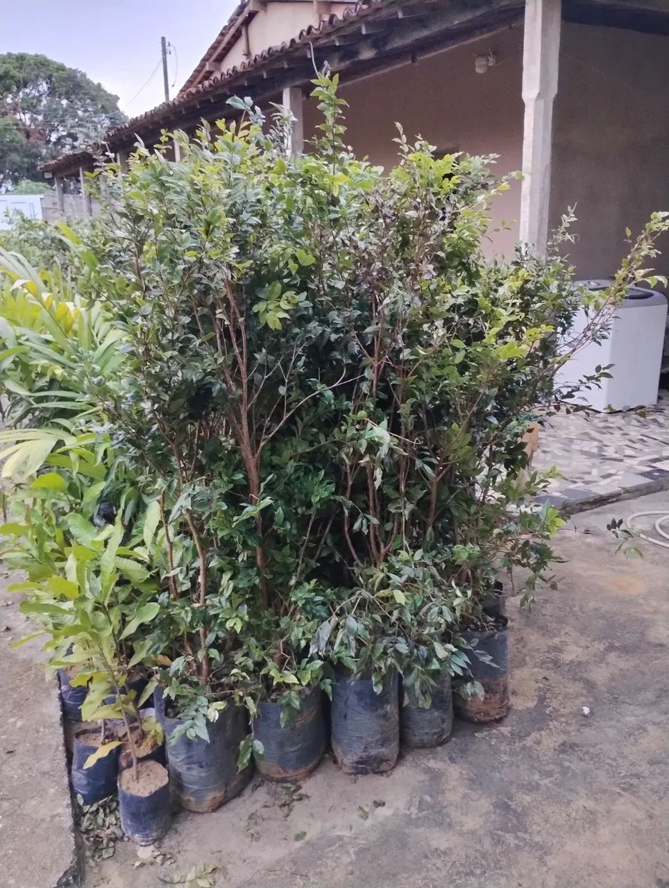 Jabuticaba adulta - Foto 4