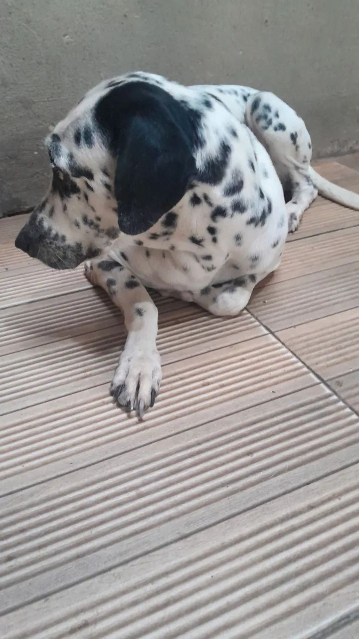 Doação de dalmata pura  - Foto 3