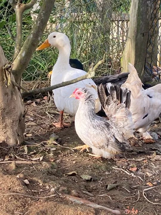 Casal de marrecos  - Foto 2