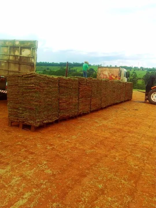 Gramas Esmeralda e São Carlos Natural <br> - Foto 2