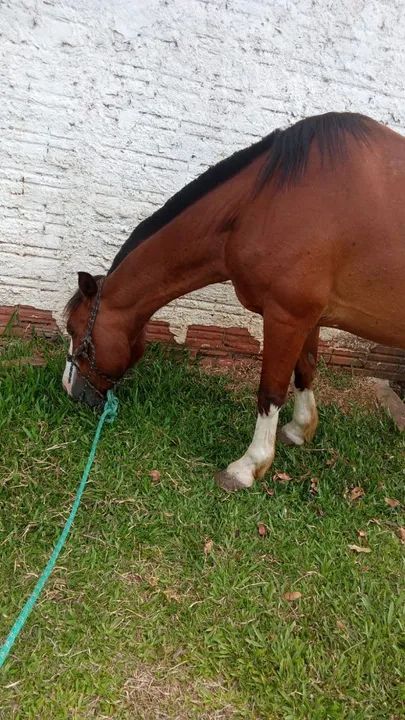 Cavalo criolo - Foto 3