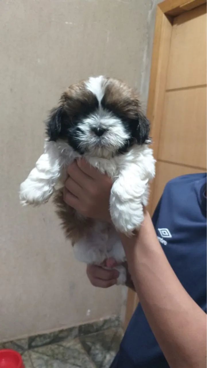 Filhotes Shih Tzu disponível