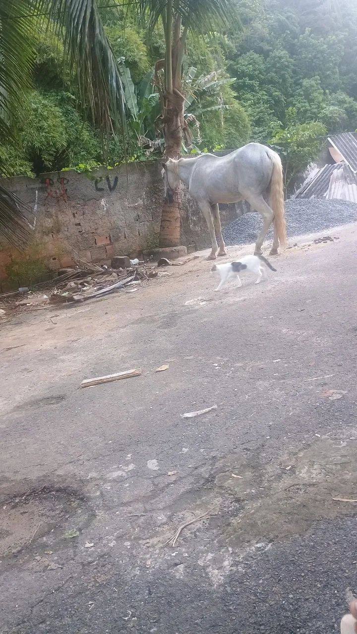 Égua branca sem mania