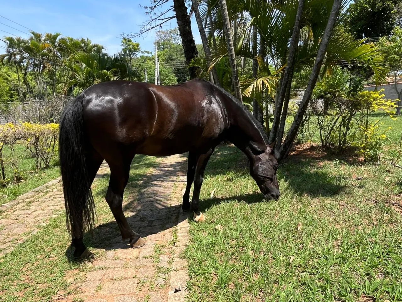 Cavalo manga larga marchador  - Foto 4