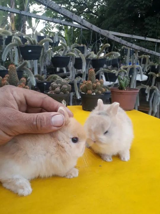 Coelho anão importado Netherland dwarf  - Foto 5
