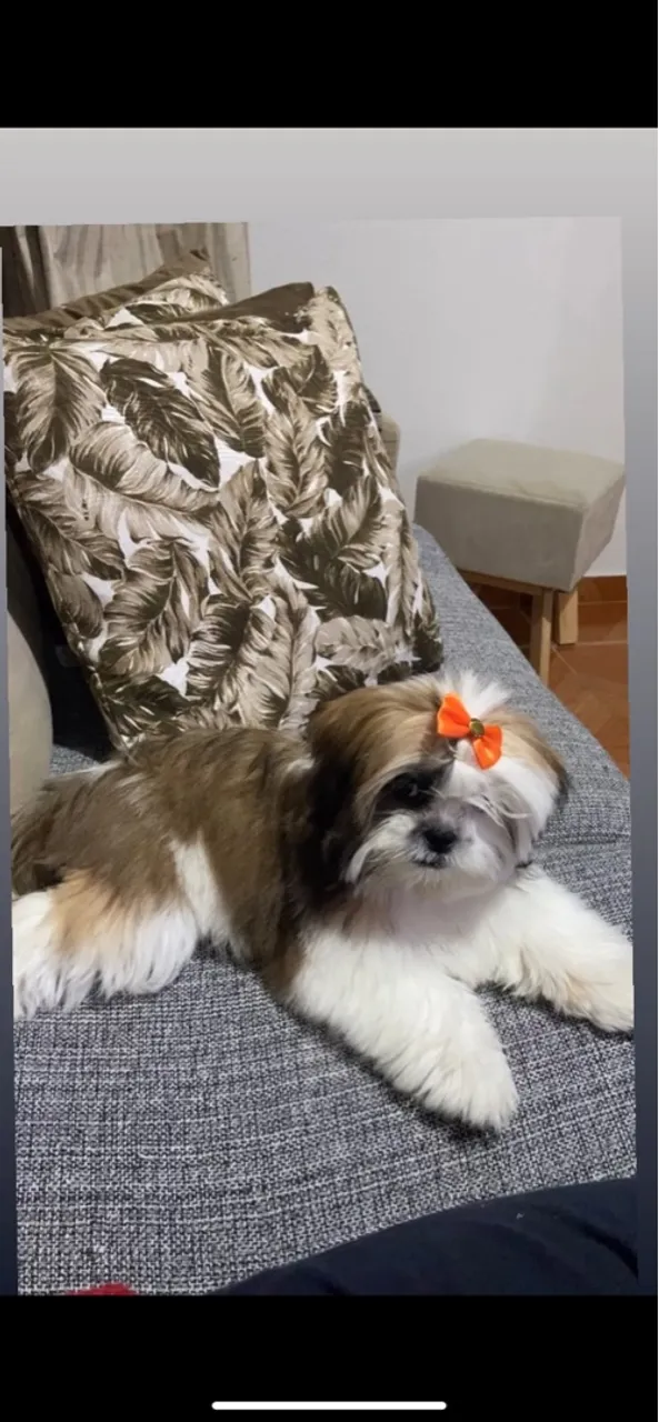 Shih Tzu filhote fêmea