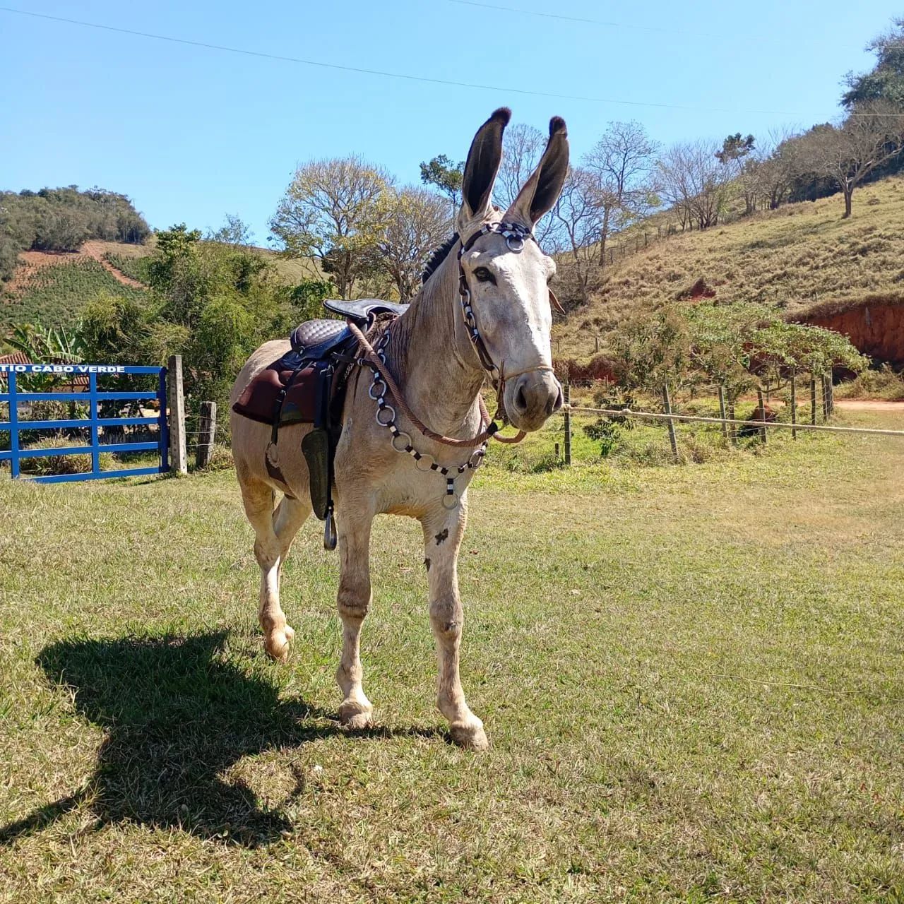 Jumento pêga registrado  - Foto 3