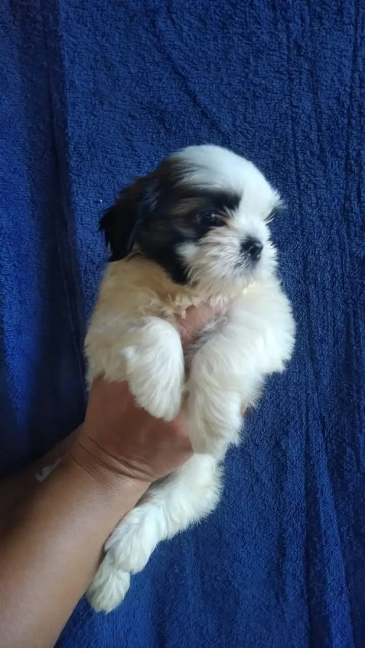 Filhote Shih