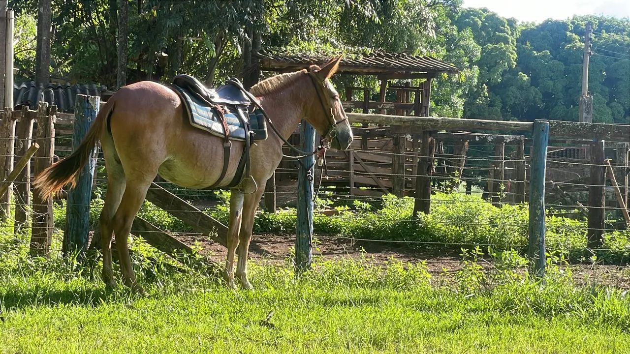Mula de patrão  - Foto 4