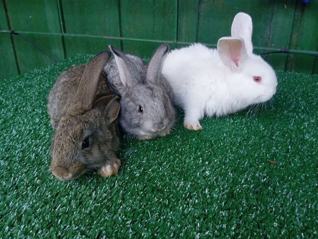 Vendo filhotes de coelhos de Flandres gigante! - Foto 2