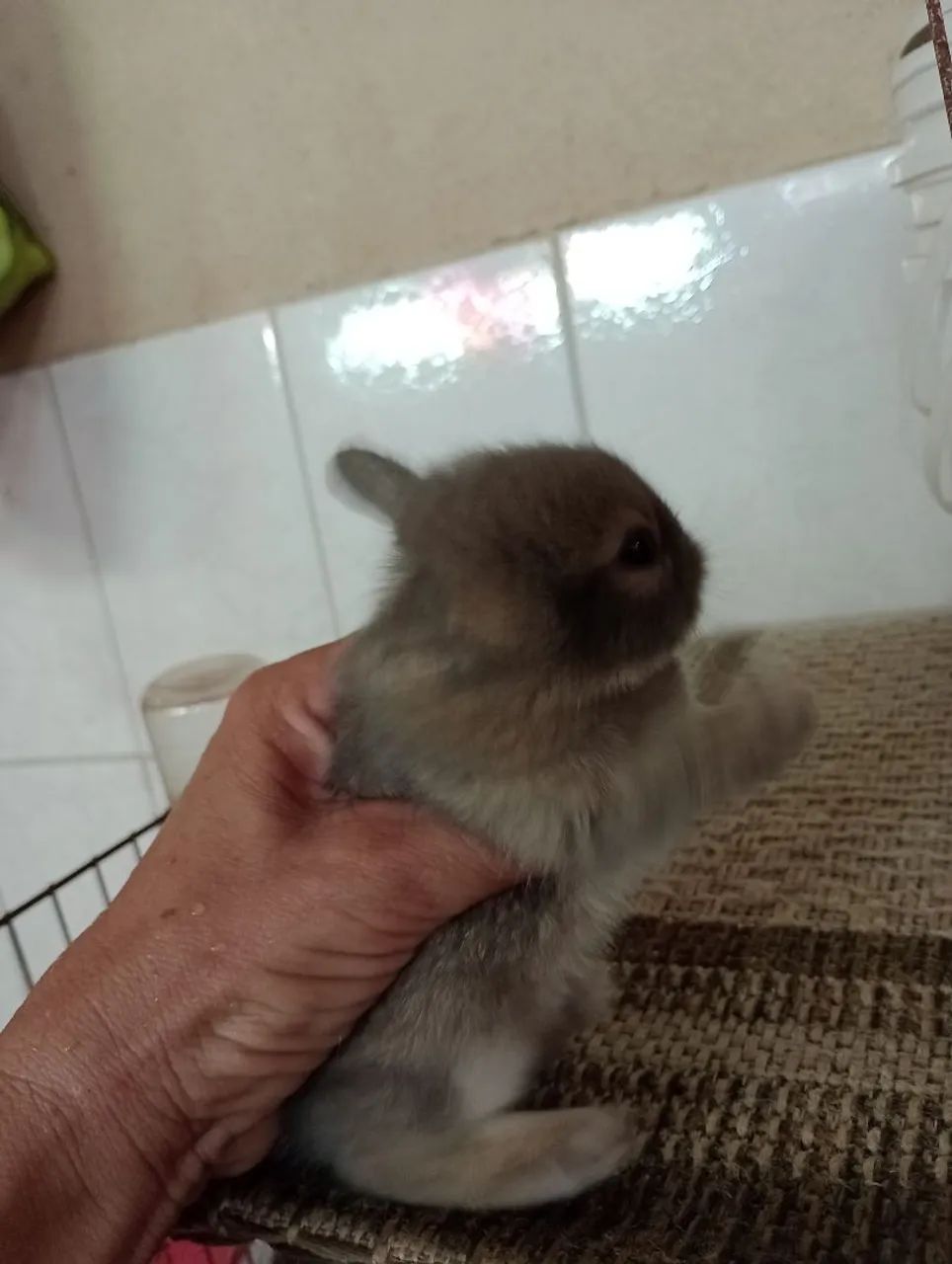 Outra ninhada disponível de filhotes de mini Lion.s. - Foto 2