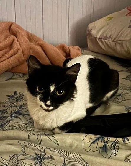 Gatas castradas - Foto 2