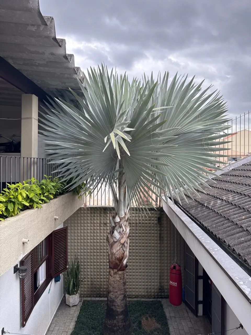 Palmeira Azul Bismarkia 5 metros 