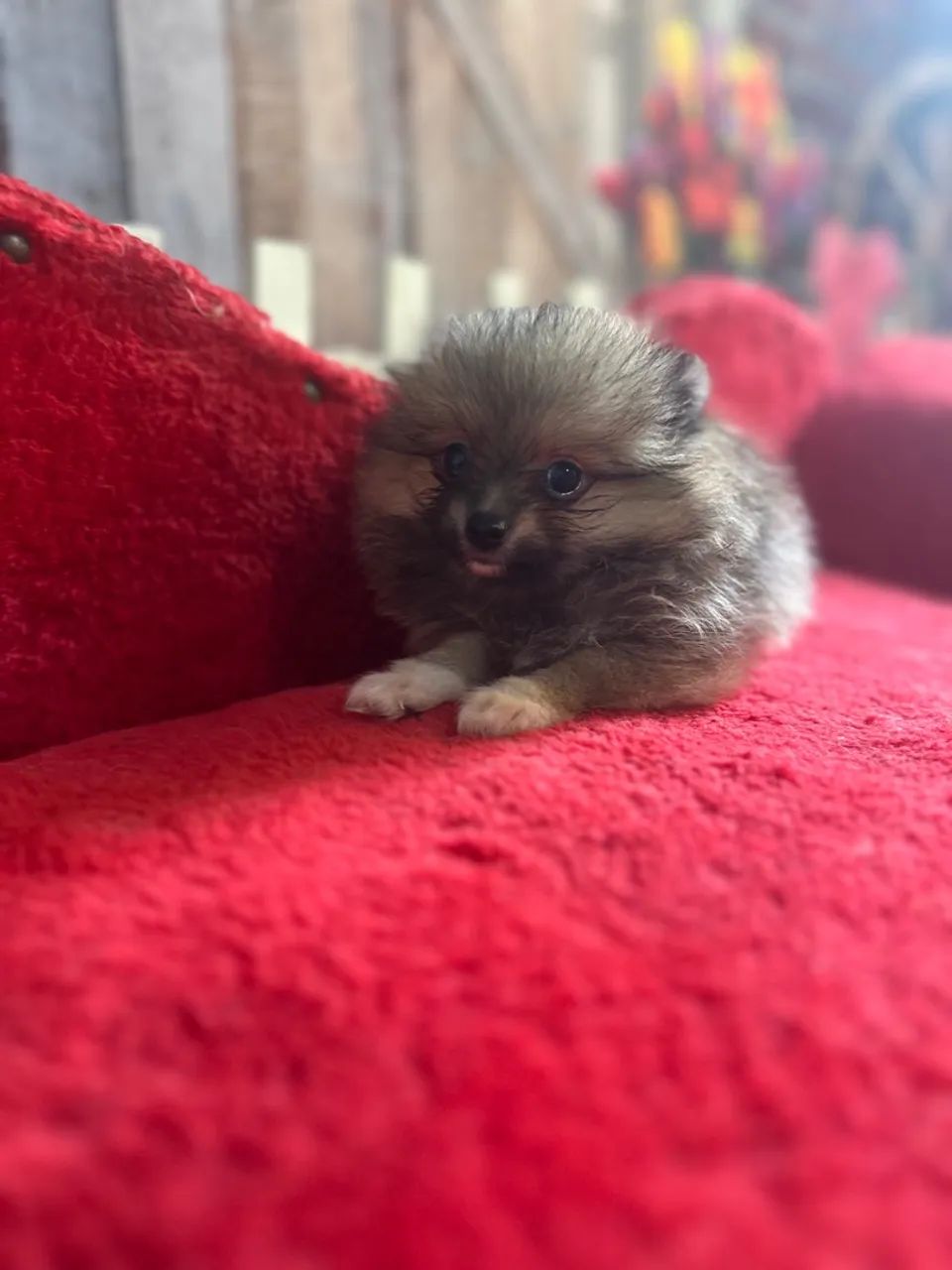 Spitz alemao fêmea - Foto 5