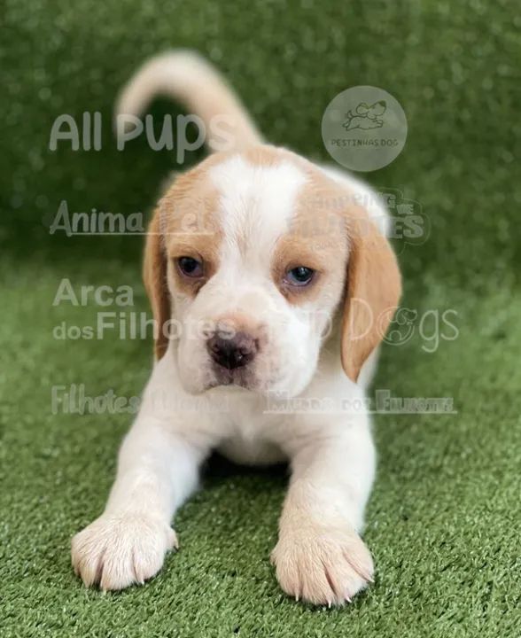 Beagle, filhotes com parcelamento em até 12x sem juros!! - Foto 2