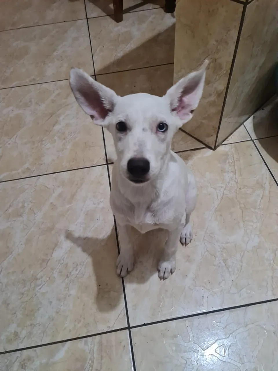 Filhote de Akita 4 meses