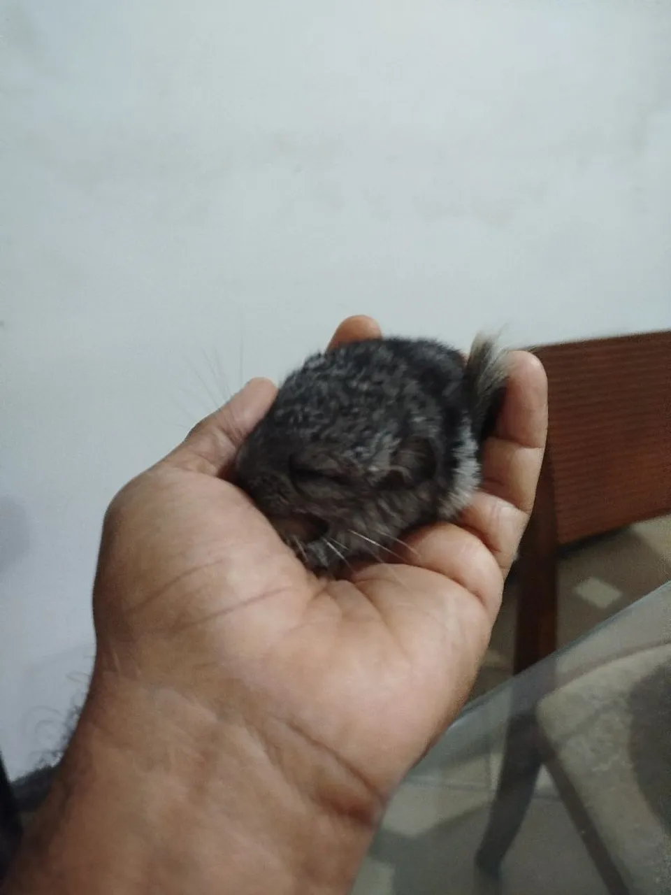 Chinchila