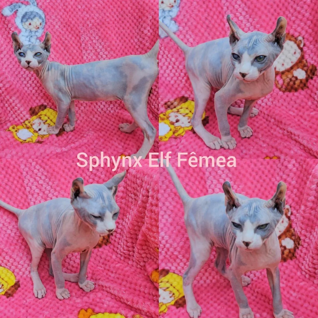 Sphynx e Elf Filhotes - Gatil BSB Cat  - Foto 3