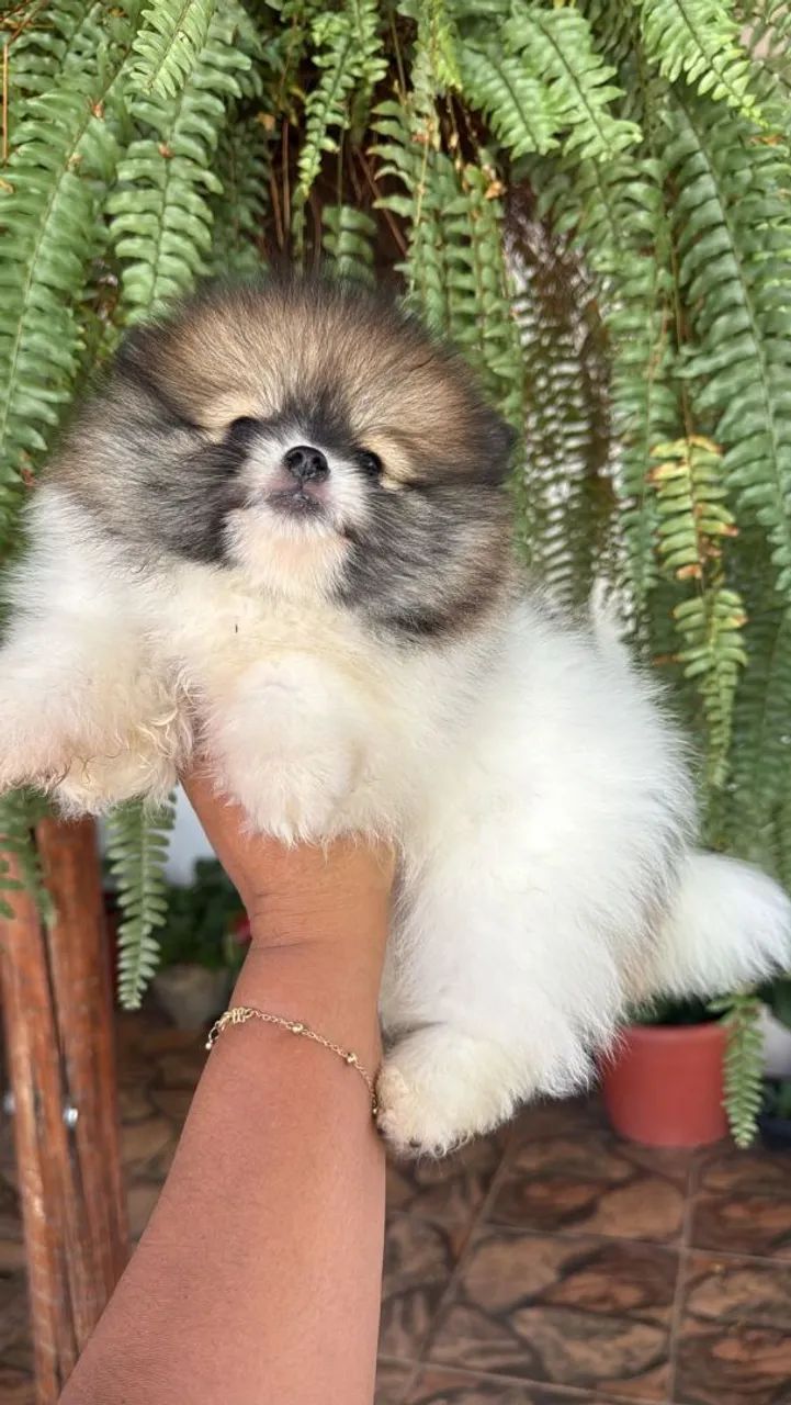 Shih Tzu 