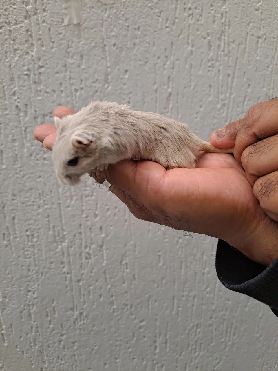 Esquilo da Mongólia Gerbil Dove