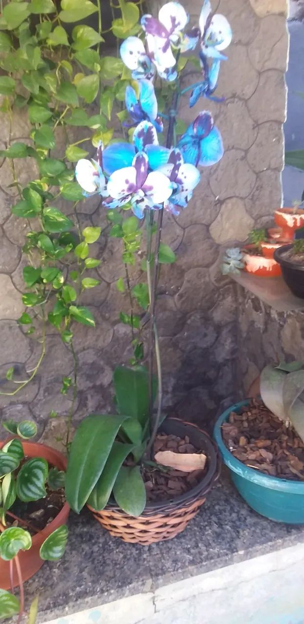 Orquídea Azul
