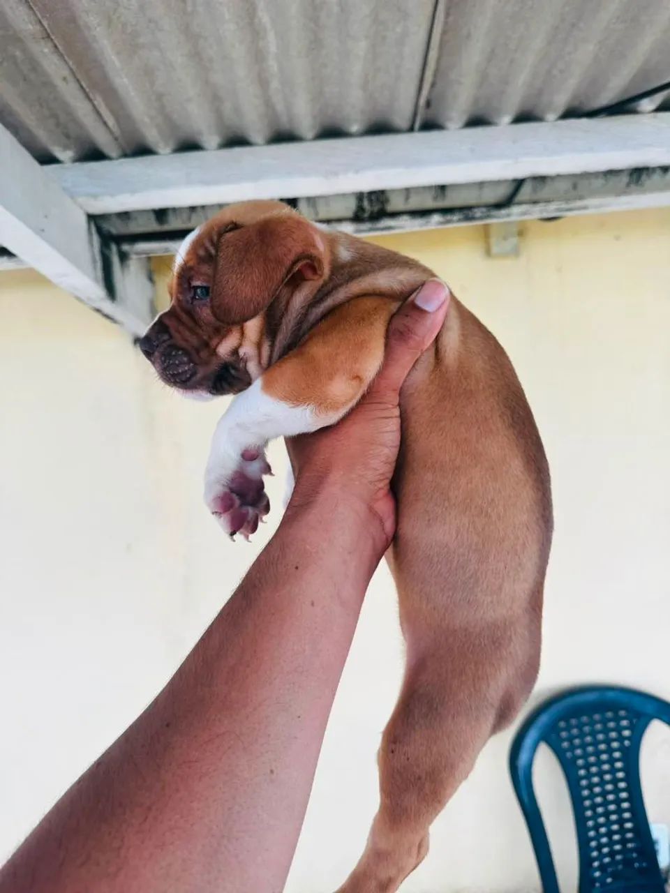 American bully - Foto 2