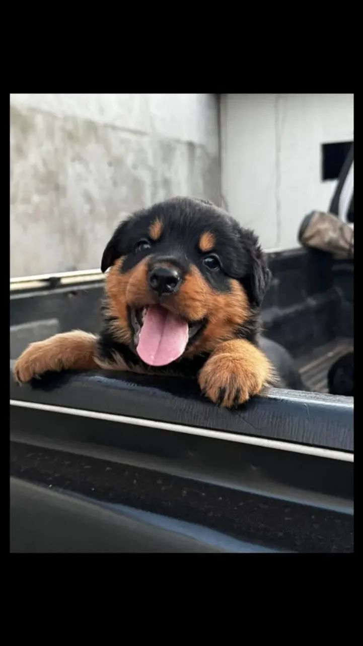 ROTTWEILER CABEÇA DE TOURA - Foto 3