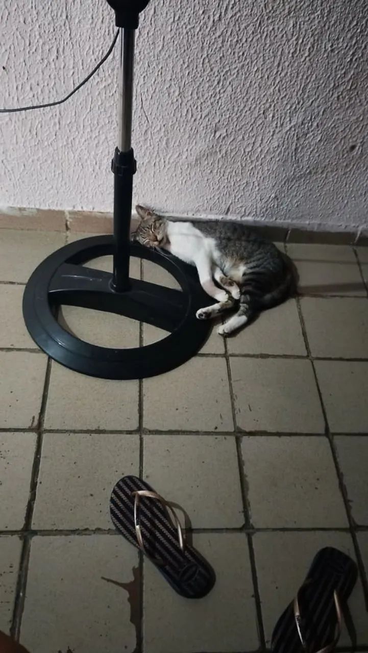 Gato 