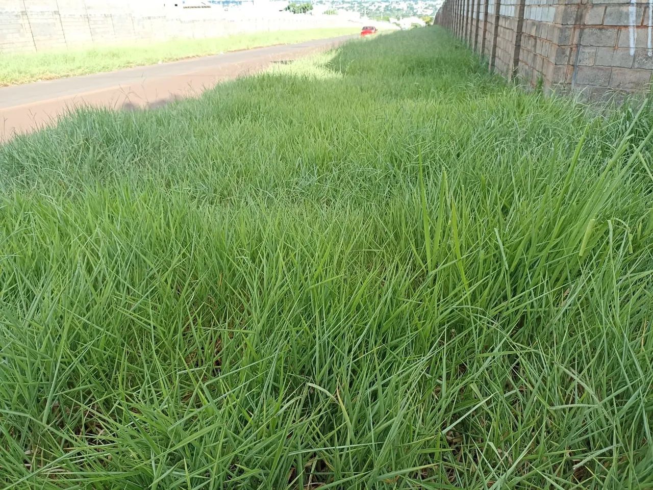 Limpeza de Terreno e Quintal - Foto 2